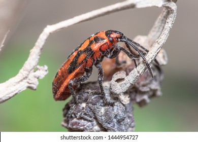 Spilostethus Furcula Posed On A Dead Plant