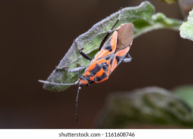 Spilostethus Furcula Posed On A Green Leaf