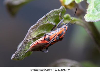 Spilostethus Furcula Posed On A Green Leaf