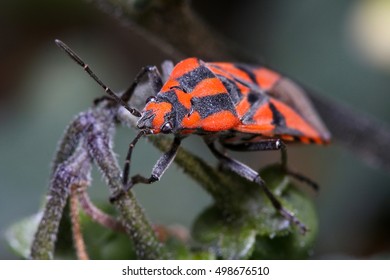 Spilostethus Furcula Posed On A Plant