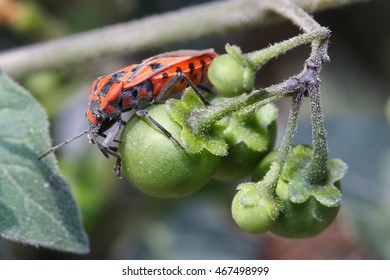 Spilostethus Furcula Resting On A Plant