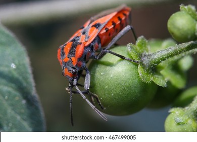 Spilostethus Furcula Resting On A Plant