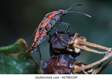 Spilostethus Furcula Walking On A Plant