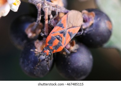 Spilostethus Furcula Walking On A Plant