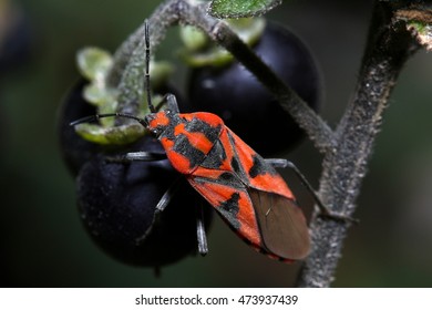 Spilostethus Furcula Walking On A Plant