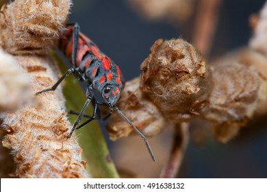 Spilostethus Furcula Walking On A Plant