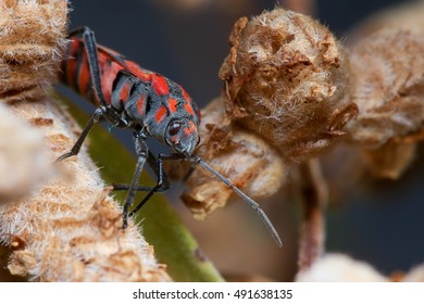 Spilostethus Furcula Walking On A Plant