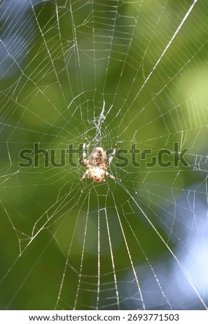 Spin in het web - herfst