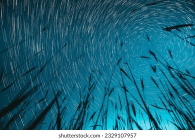 Spin Trails Of Stars Above Young Wheat Sprouts In Summer Agricultural Season. Night Starry Sky Glowing Milky Way Stars And Meteoric Track Trails Above Young Barley Sprouts Field. Rotate Sky Star - Powered by Shutterstock