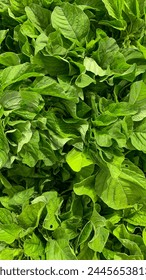 Indonesia’s spinach background full image. Top view