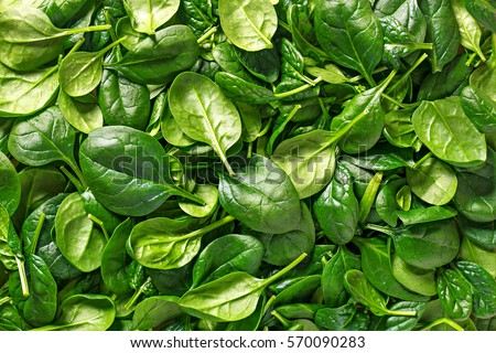 Spinach background full image. Top view