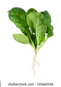 6,377 Spinach roots Images, Stock Photos & Vectors | Shutterstock