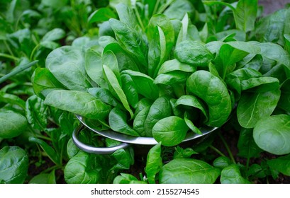 Spinach In Colander In A Glass House