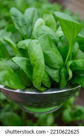 Spinach In Colander In A Glass House