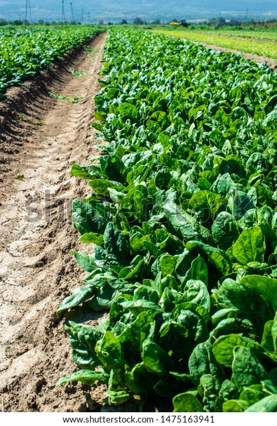 Spinach Farm Organic Spinach Leaves On Stock Photo (Edit Now) 1475163941