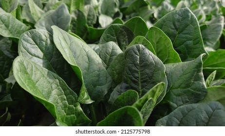 Spinach Farmer Agriculture Vegetables Landscape Crop Nature Food AgriculturalLand Farm Leaf Fresh Plant - Shutterstock ID 2125775798