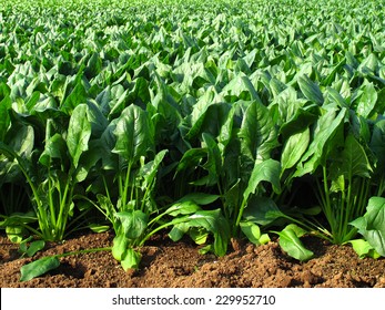 Spinach Field