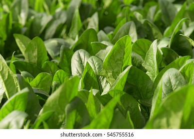 Spinach Field