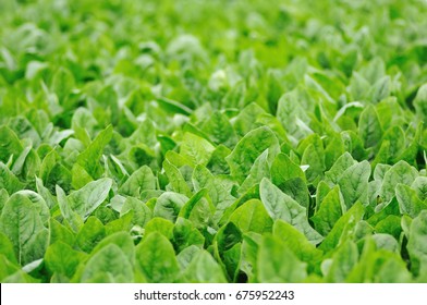 Spinach Field