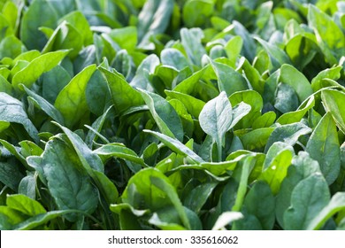 Spinach Field Under Morning Dew