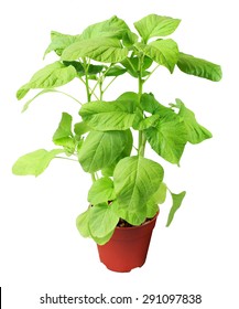 Spinach Green Leaf Small Tropical Plant In Red Pot, Verdant Shrub Tree Isolated On White Background.