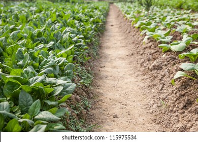 Spinach Growing In The Farm Garden