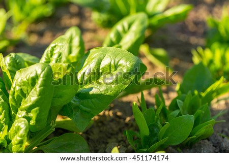 Similar – Image, Stock Photo Spinach farm. Organic spinach leaves on the field.