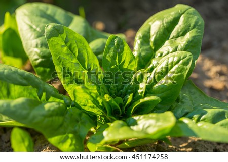 Image, Stock Photo Spinach farm. Organic spinach leaves on the field.