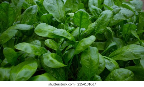 Spinach Growing In A Glass House