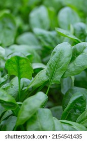 Spinach Growing In A Glass House