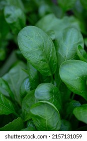 Spinach Growing In A Glass House