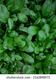 Spinach Growing In A Glass House