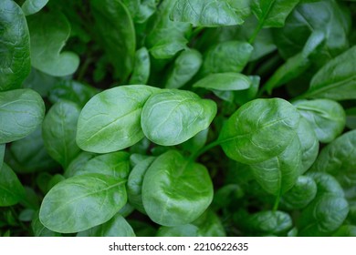 Spinach Growing In A Glass House