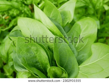 Spinach harvest field closeup fresh vegetable Spinacia oleracea detail rows growing seedlings farm in plant farming. Young leaves leaf leafy green rows, agriculture bio organic cultivation Europe