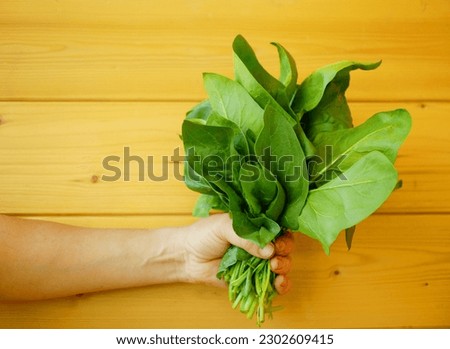 Spinach harvest field closeup hand fresh vegetable cook Spinacia oleracea detail growing seedlings farm plant farming. Young leaves leaf leafy green rows agriculture bio organic cultivation Europe