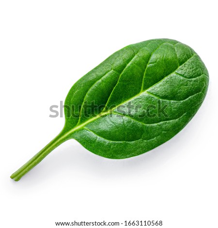 Spinach  isolated on white background. Fresh green baby spinach leaf. Top view. Flat lay. Stock photo © 