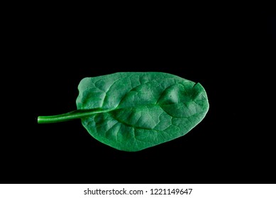 Spinach Leaf Isolated On Black Background  