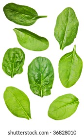 Spinach Leaf Isolated On A Pure White Background