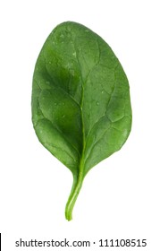 Spinach Leaf Isolated On White Background