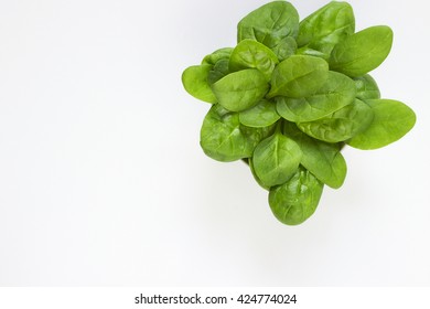 Spinach Leaves On White Background On The Plate, Top View