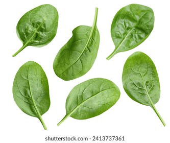 spinach leaves on white isolated background