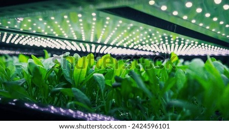Spinach Mass Production in Controlled Environment at a Modern Vertical Farm. Automated Facility with Air Temperature, Light, Water, and Humidity Levels Regulated for Optimal Growth