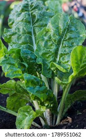 Spinach Plant Growing In The Garden