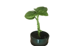 A Spinach Plant Growing Prolifically In A Pot