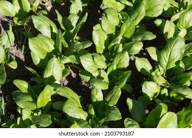 1,188 Spinacia Oleracea Images, Stock Photos & Vectors | Shutterstock