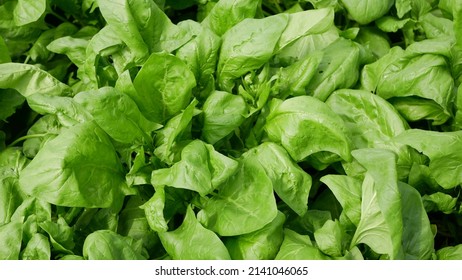 Spinach Spinacia oleracea seedlings growing fresh farm in field plant farming. Young leaves leaf leafy green in rows, agriculture Czech bio organic close up detail vegetable, source vitamins iron