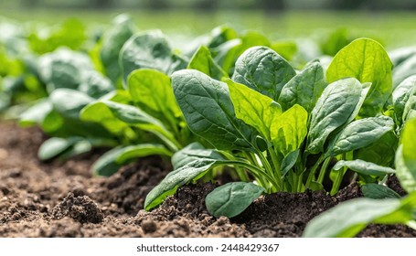 spinach - Spinacia oleracea - young tender delicious plants growing in nutrient rich dirt soil or earth,  green leaves, ready to be harvested for human consumption. side view 