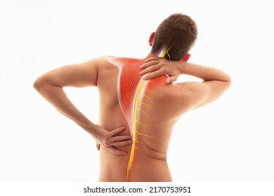 Spinal nerve illustration,  human body. Human nervous system, spinal nerve, back pain, male body torso back view
