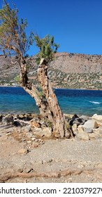 Spinalonga Island Tree And See View