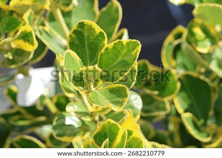 Spindle tree growing shoot with bright yellow and green leaves.   Euonymus japonicus 'Ovatus Aureus' (also known as E. Japonicus 'Marieke' and 'Aureovariegatus'. 